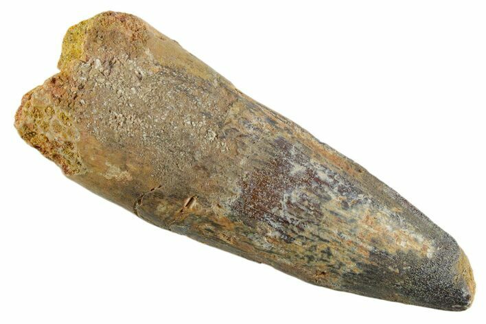 Bargain, Fossil Spinosaurus Tooth - Feeding Worn Tip #347153